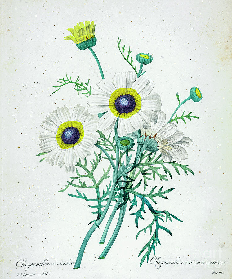 Tricolor daisy illustration 1827 r1 Drawing by Botany