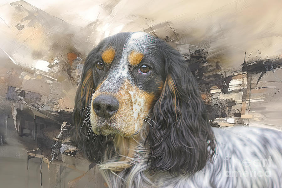 Tri color 2024 cocker spaniel