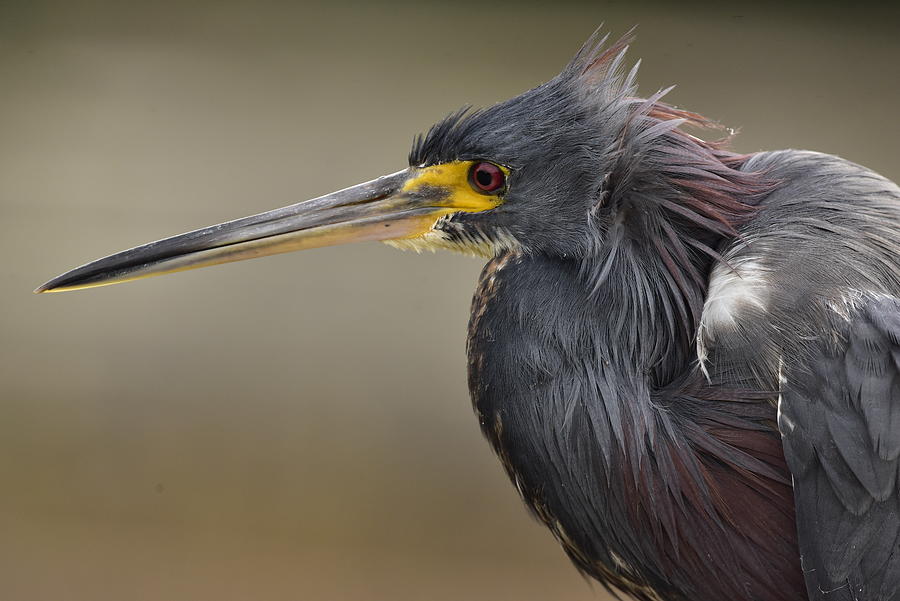 Tricolor Heron Bad Hair Day Photograph by Cindy McIntyre