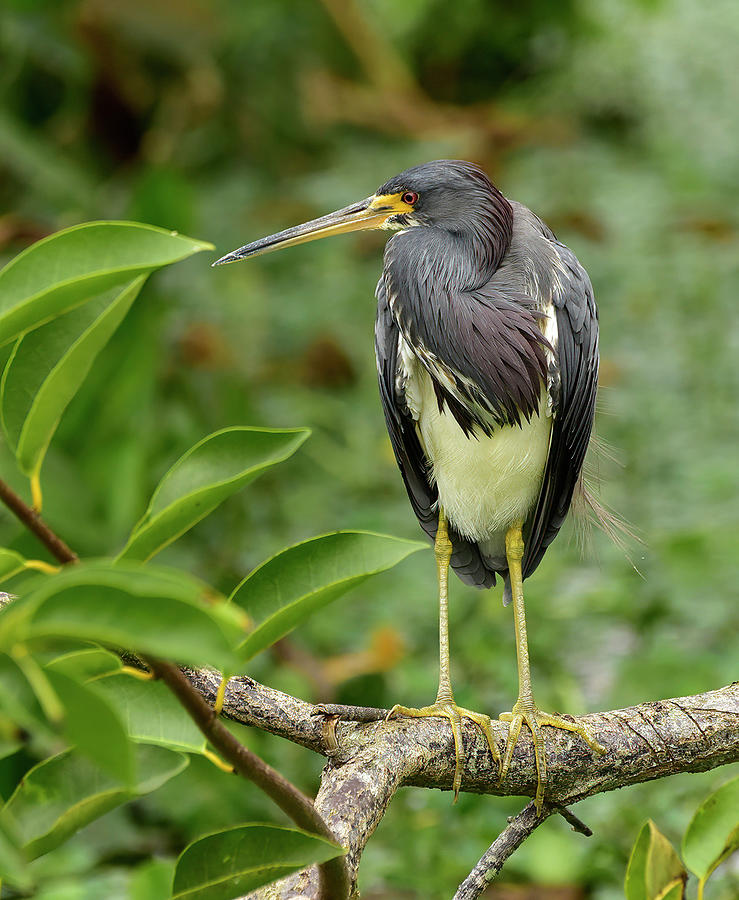 Tricolor Heron Photograph by Cindy McIntyre