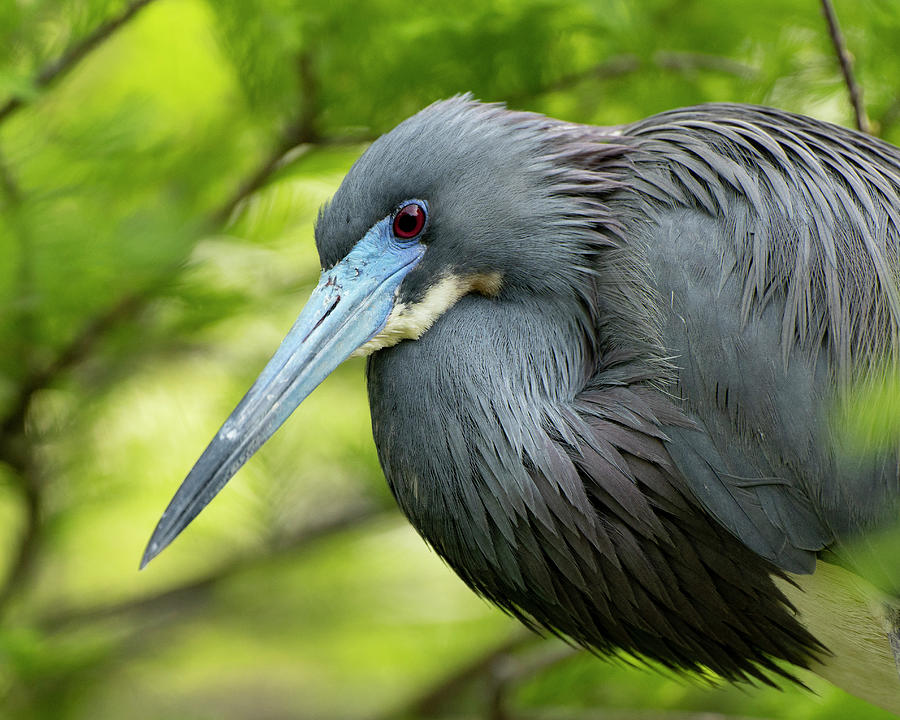 Tricolor Heron Closeup Photograph