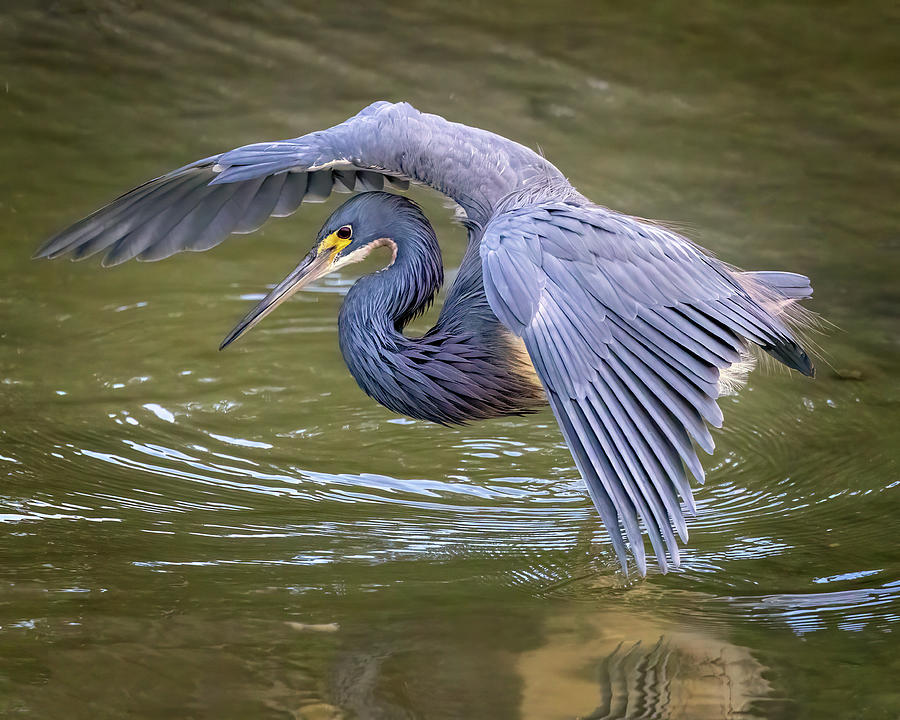Tricolor Heron Fishing tactics Photograph by Jaki Miller
