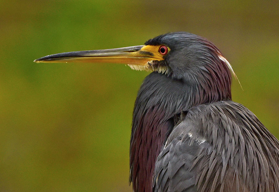 Tricolor Heron Headshot Photograph by Cindy McIntyre
