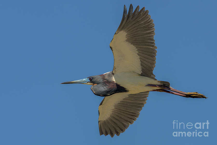 Tricolor Heron in flight Photograph by Sam Rino