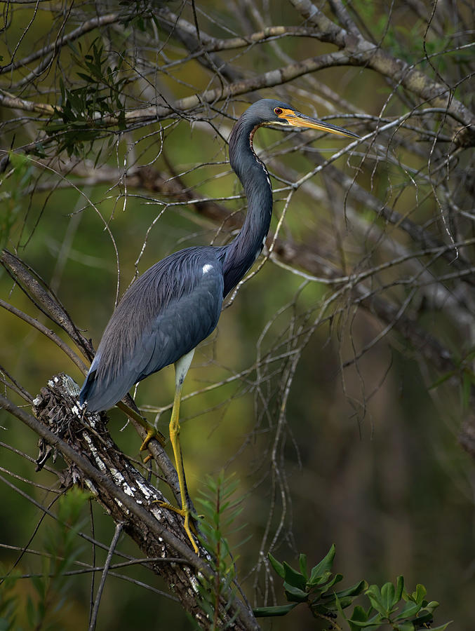 Tricolor Heron in Swamp Photograph by Cindy McIntyre