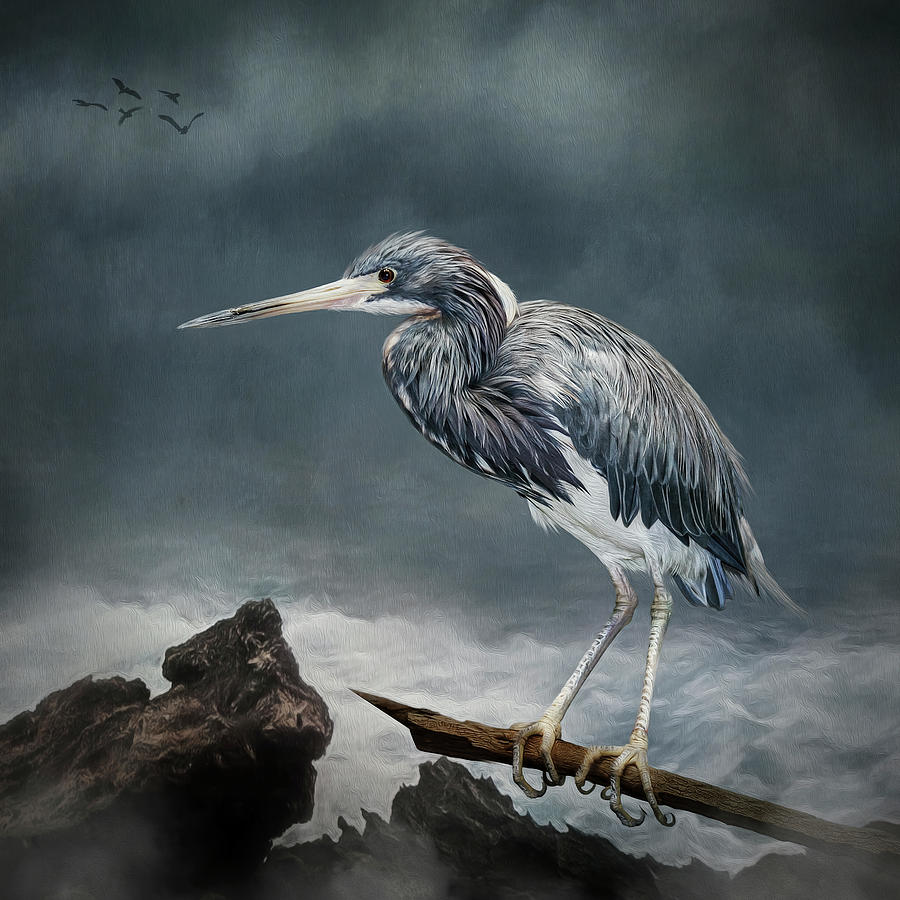 Tricolor Heron Digital Art by Maggy Pease