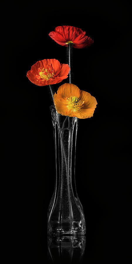 Tricolor Poppy Flowers Still-life Photograph by Lily Malor