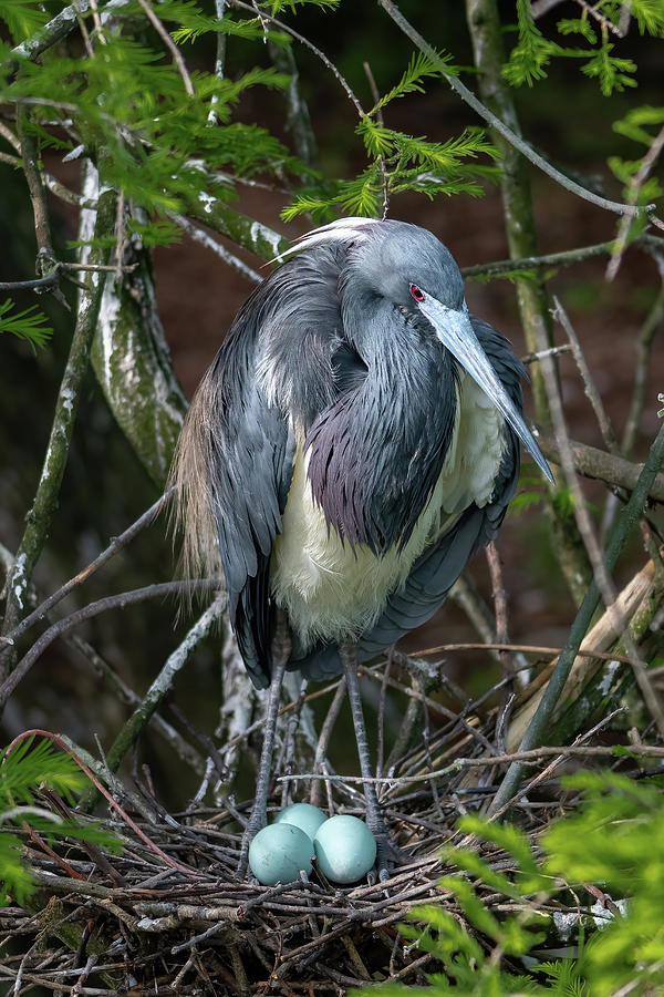 Tricolored Heron and Eggs Photograph by Bradford Martin