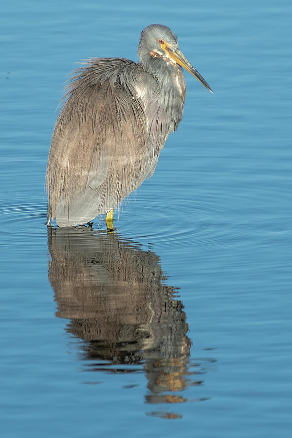 Tricolored Heron and reflection Photograph by Bradford Martin