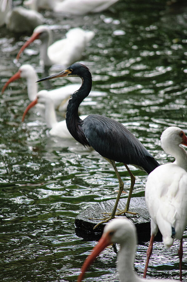 Tricolored Heron and White Ibis Photograph by Thierry Lach Tricolored Heron and White Ibis Photograph by Thierry Lach