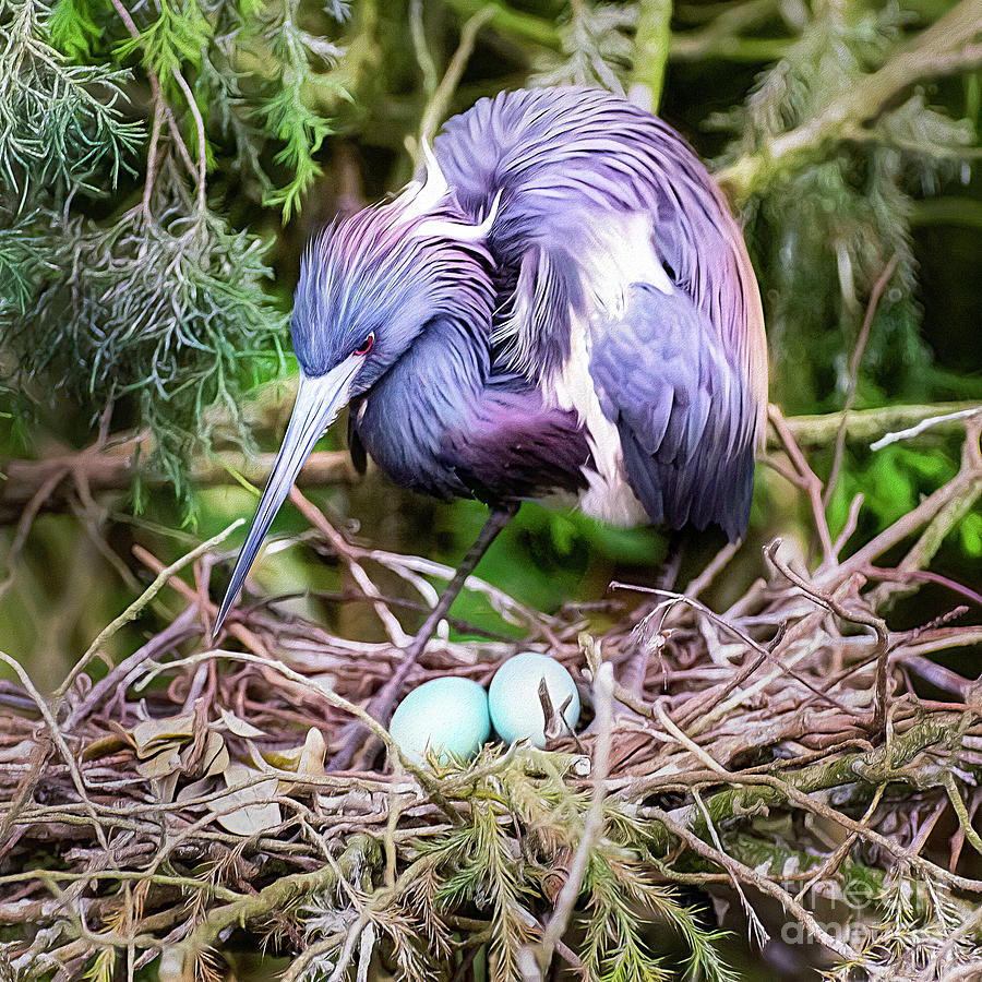 Tricolored heron at nest. Digital Art by Brian Tarr