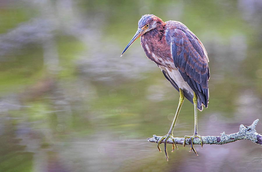 Tricolored Heron at the Marsh Pond Photograph by Bob Decker