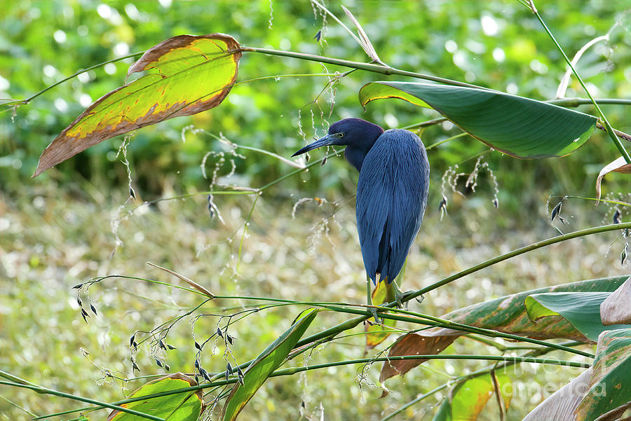 Tricolored Heron At Wetlands Photograph by Felix Lai