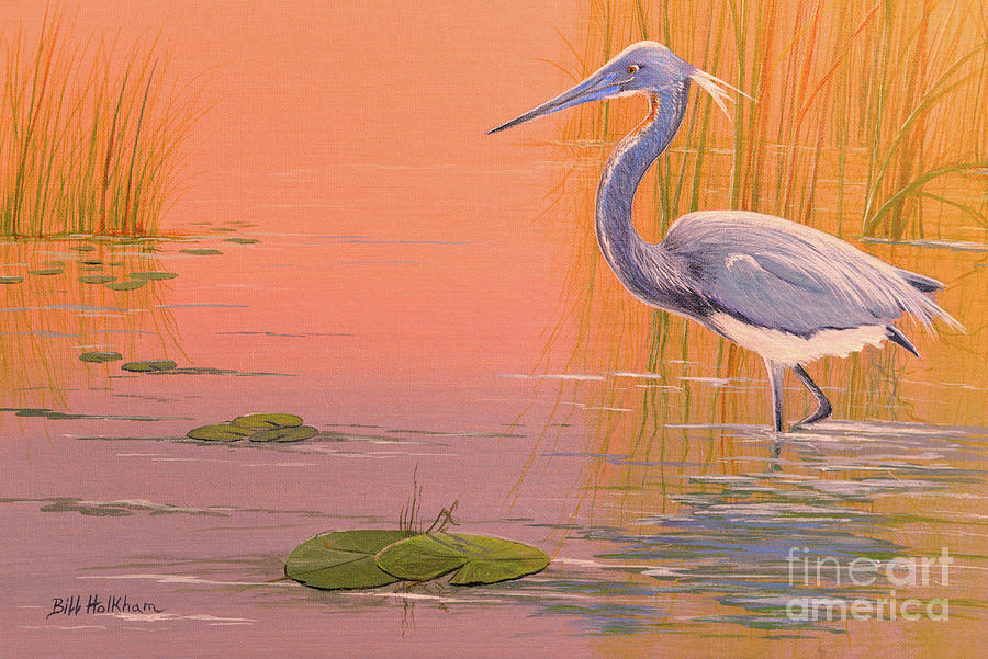 Tricolored Heron Painting by Bill Holkham