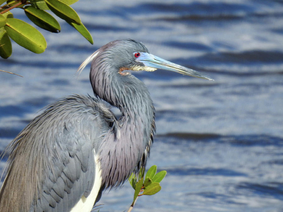 Tricolored heron by a lake in Florida Photograph by Lisa Crawford ...