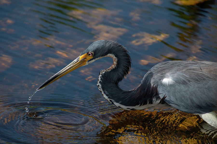 Tricolored Heron Photograph by Carolyn Hutchins
