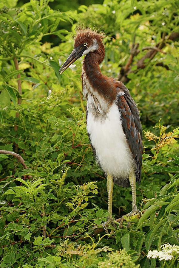 Tricolored Heron Chick Photograph