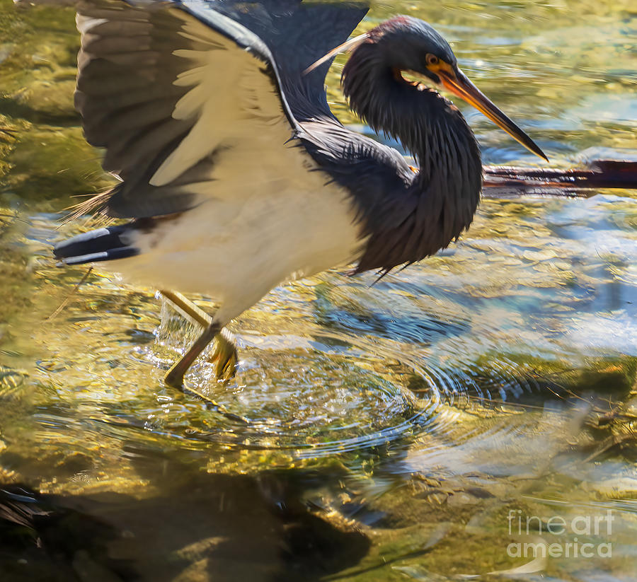 Tricolored Heron Doing the Dance at Sarasota Jungle Gardens Photograph by L Bosco