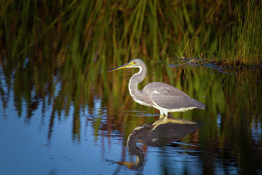 Tricolored Heron Enjoys the Sunset Photograph by Mark Andrew Thomas