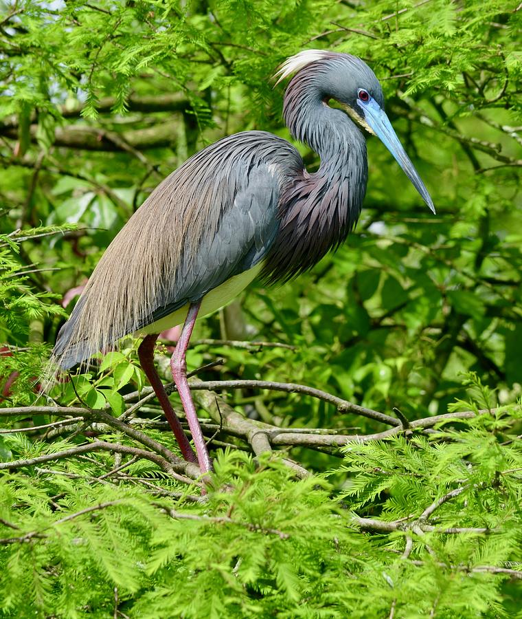 Tricolored Heron in Breeding Plumage Photograph by Richard Bryce and Family