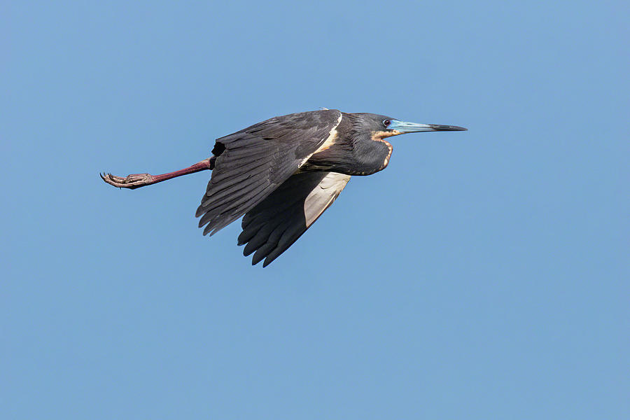 Tricolored Heron in Flight II Photograph by Dawn Currie