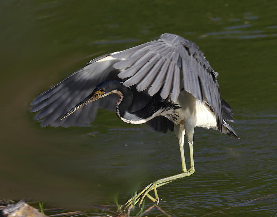 Tricolored Heron in Flight Photograph by Mingming Jiang