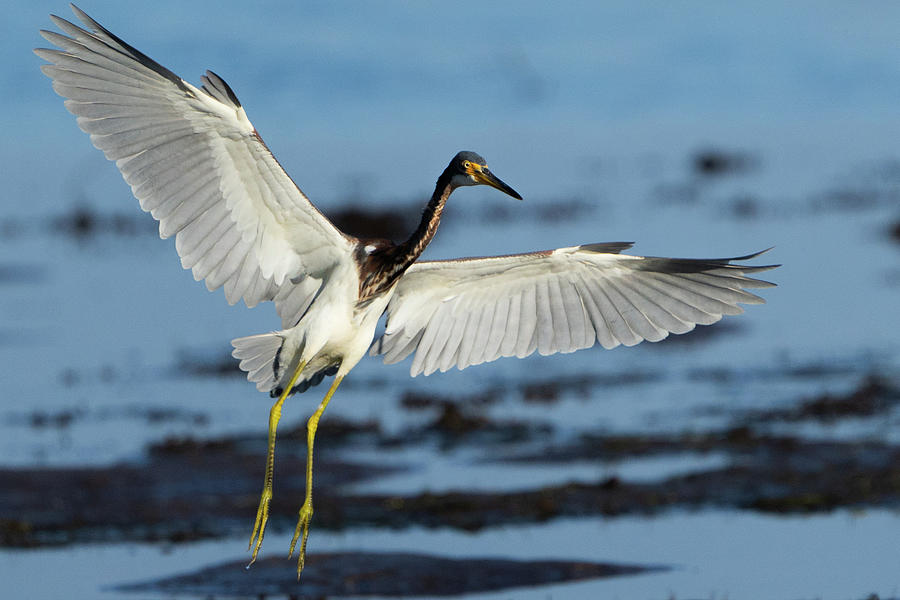 Tricolored Heron in for landing Photograph by Vincent Billotto