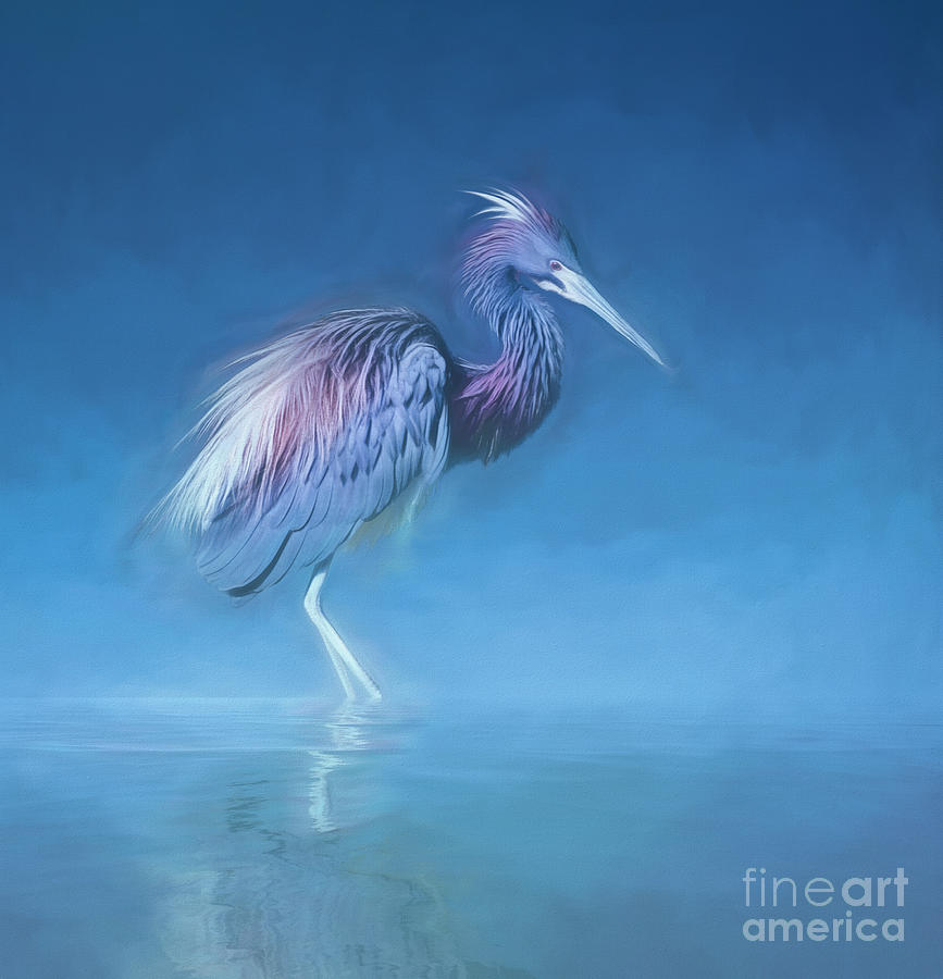 Heron Digital Art - Tricolored heron in morning mist by Brian Tarr