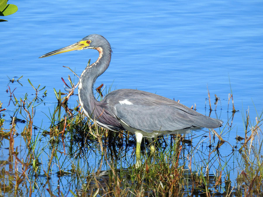 Tricolored heron in the Merritt Island National Wildlife Refuge ...