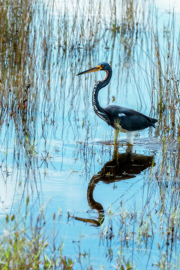 Tricolored Heron Photograph by Kay Brewer | Fine Art America