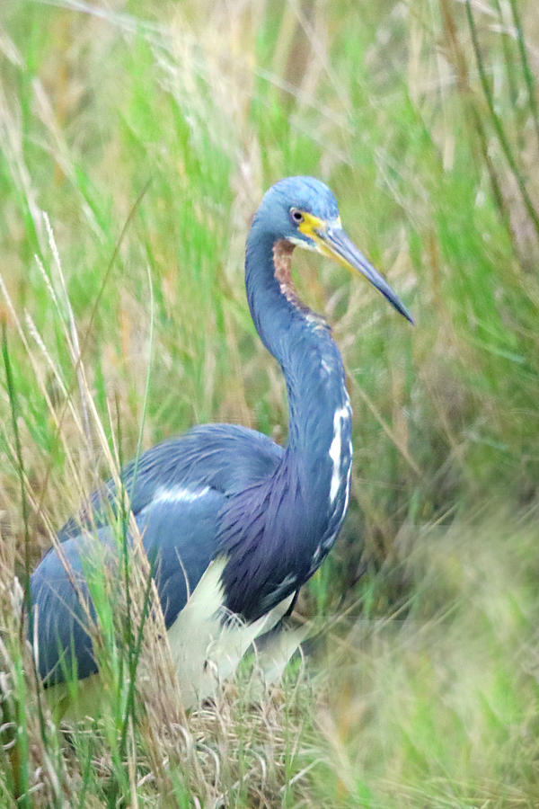 Tricolored Heron Photograph by Mitch Cat