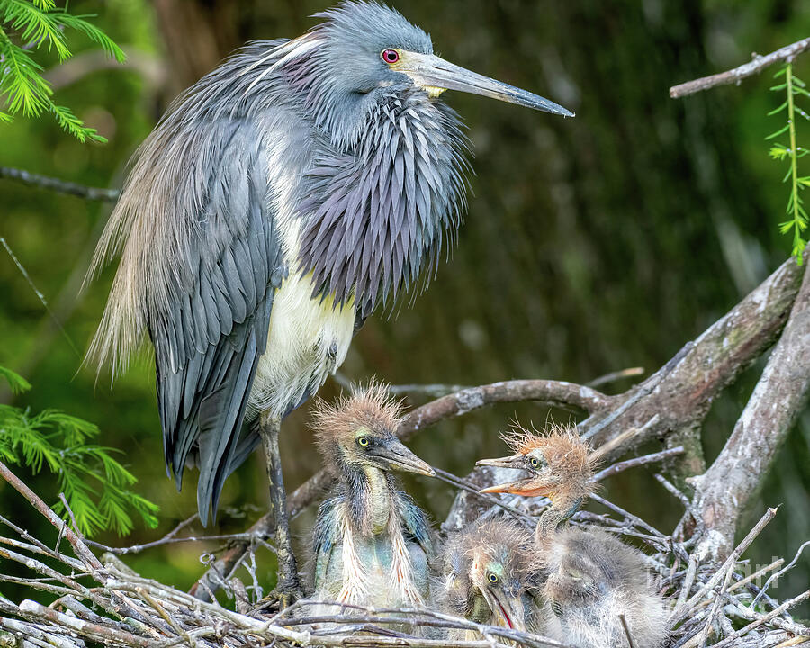 Tricolored Heron Nest Photograph