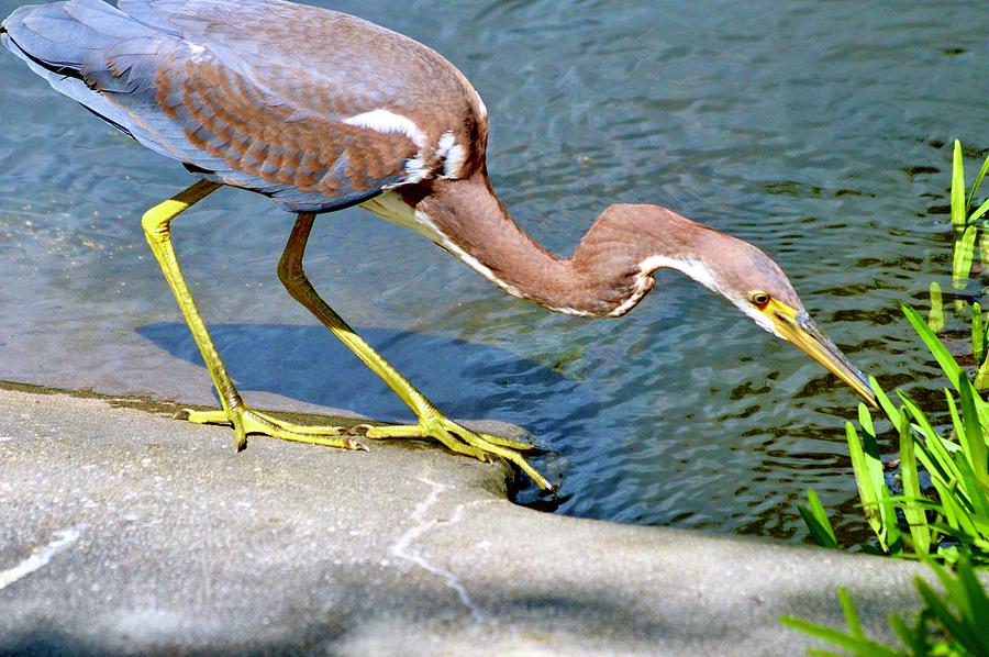 Tricolored Heron On the Hunt  Photograph by Warren Thompson