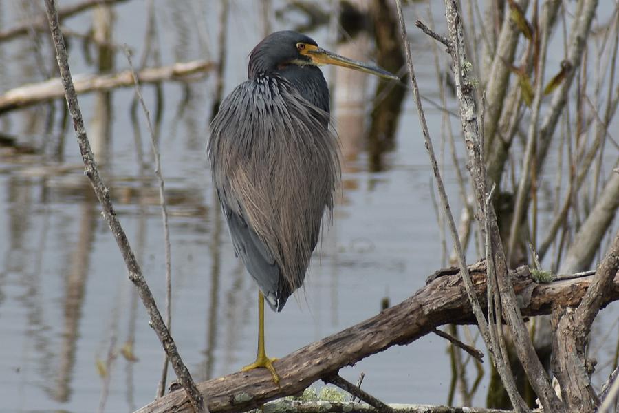 Tricolored Heron Photo Shoot 3 Photograph By Heron And Fox - Fine Art 