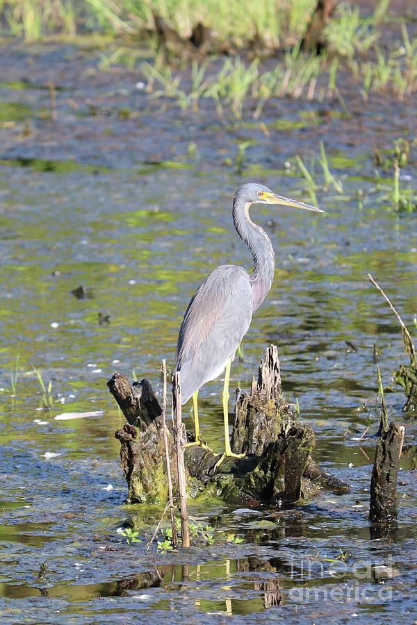 Tricolored Heron Profile with Pond Background Photograph by Carol Groenen