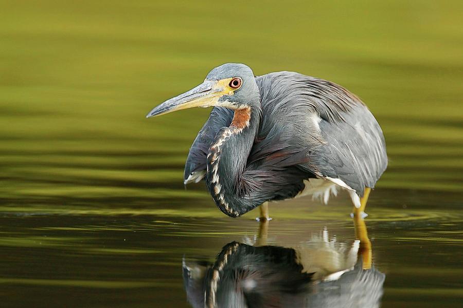 Tricolored Heron Searching Photograph