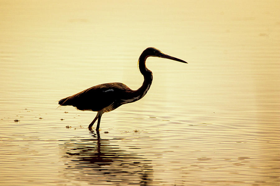 Tricolored Heron Silhouette at an NC Tidal Flat Photograph by Bob Decker
