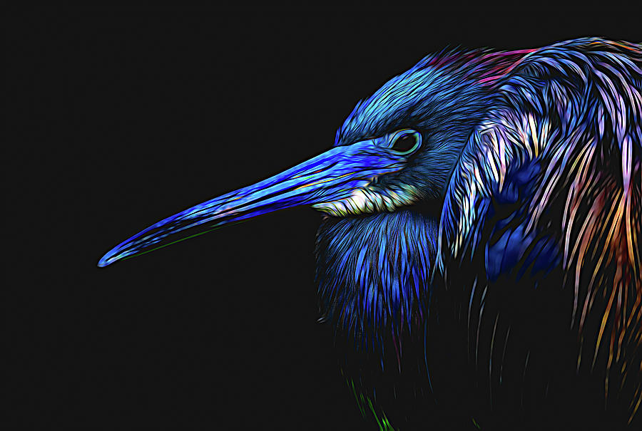 Tricolored Heron Sketch Digital Art by Angie Mossburg