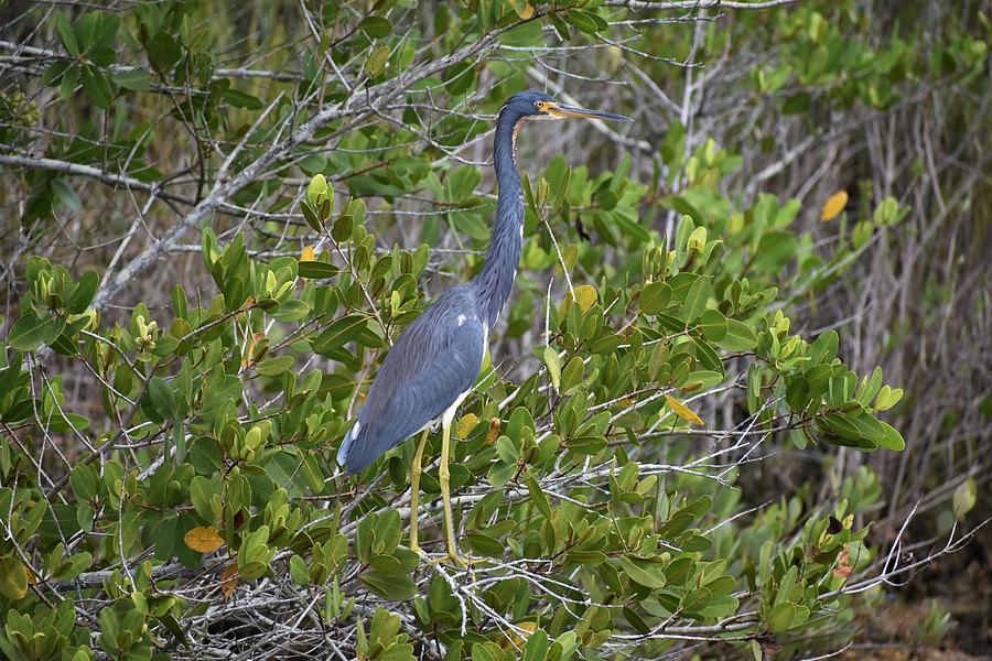 Tricolored Heron Standing on a Mangrove Bush Photograph by Heron And ...