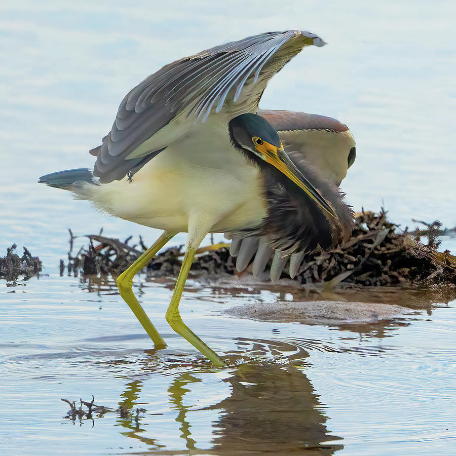 Tricolored Heron  Photograph by Vincent Billotto