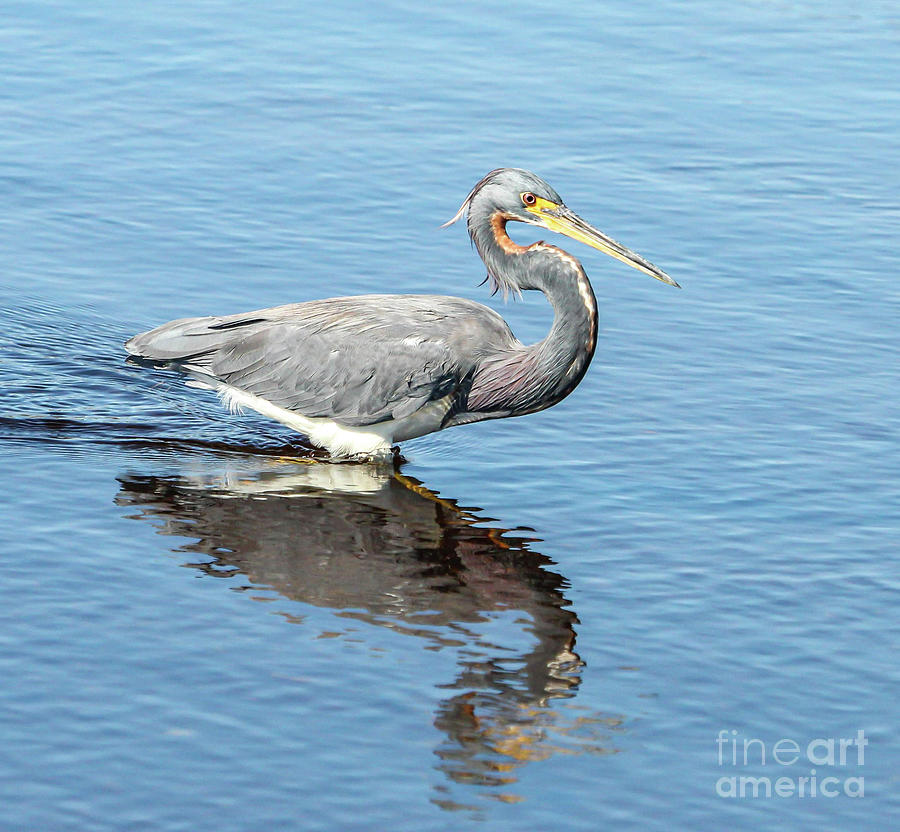 Tricolored heron wading the quiet waters Photograph by Joanne Carey