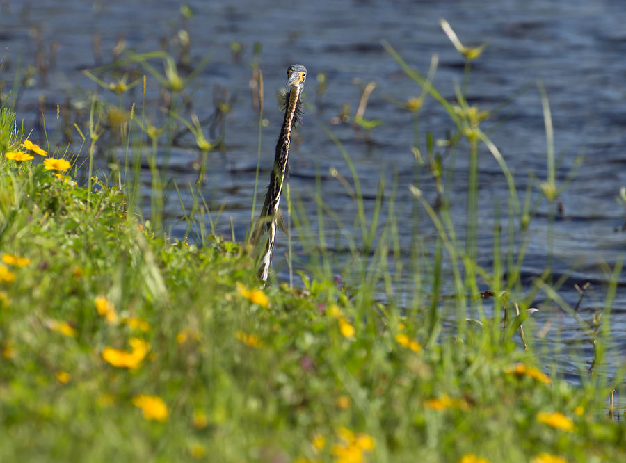 Tricolored Heron watching  Photograph by Zina Stromberg