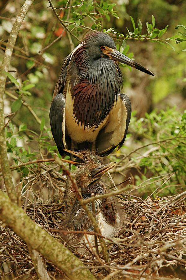 Tricolored Heron With Chicks At Nest Photograph