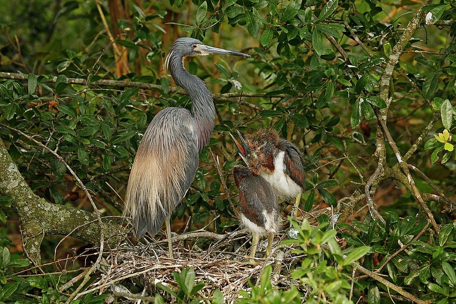 Tricolored Heron With Chicks Photograph