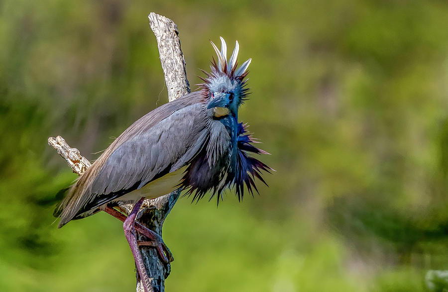 Feather Photograph - Tricolored Heron with Crown by TJ Baccari