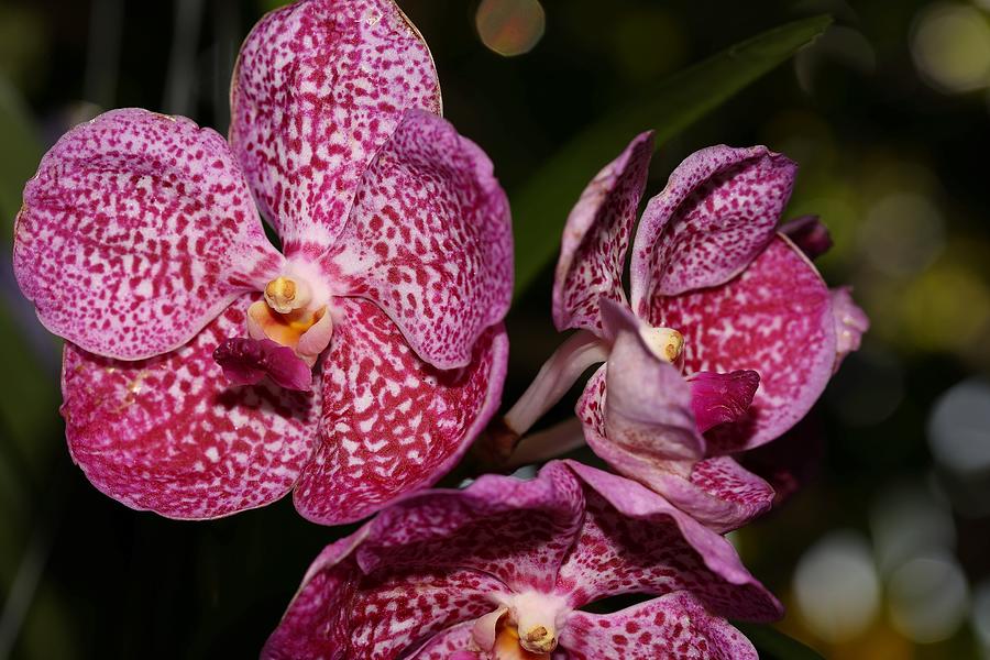 Tricolored Orchids and Bokeh Photograph by Mingming Jiang