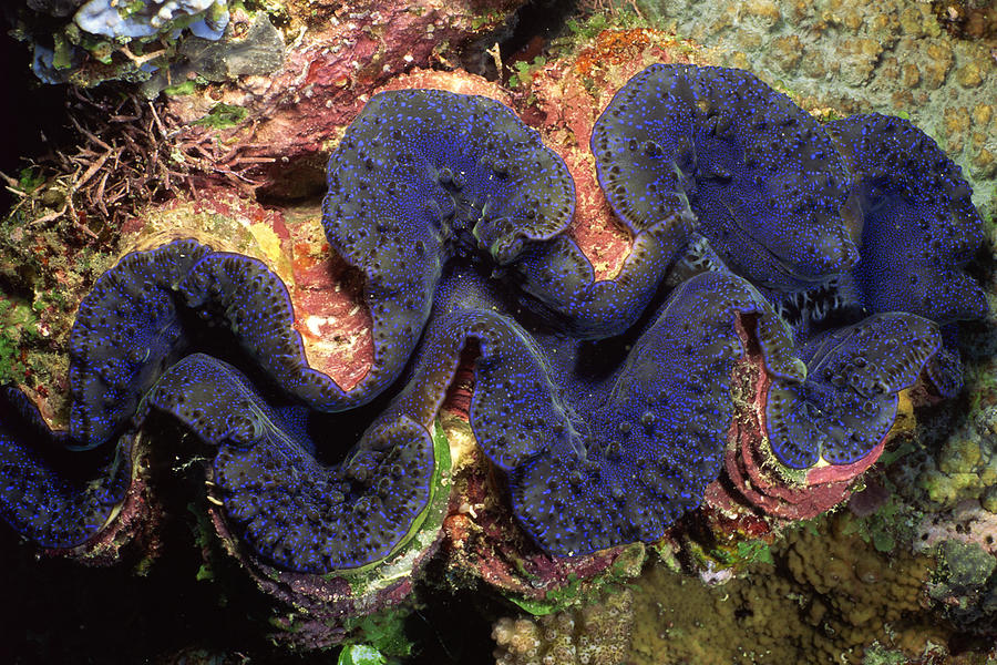 Tridacna clam , fleshy manta and siphon Photograph by Comstock