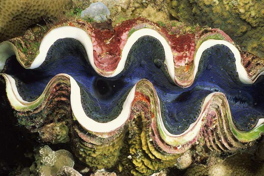 Tridacna clam Photograph by Comstock Images