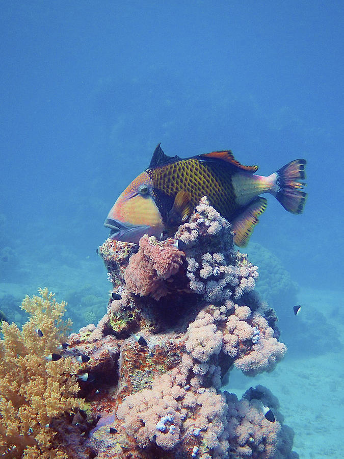 Triggerfish On A Coral - Red Sea Dive - Portrait Format -  Photograph by Ute Niemann