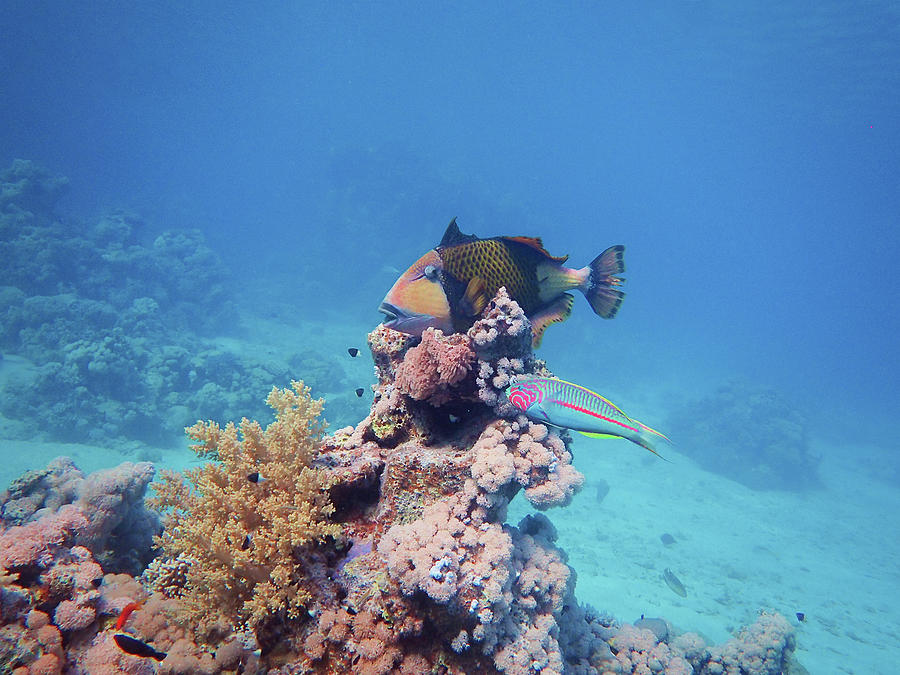 Triggerfish On A Coral - Red Sea Dive -  Photograph by Ute Niemann